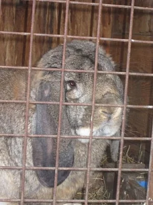 Prodám samce francouzského berana