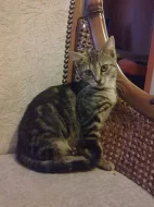 Daruji přítulnou kočičku a kocourka