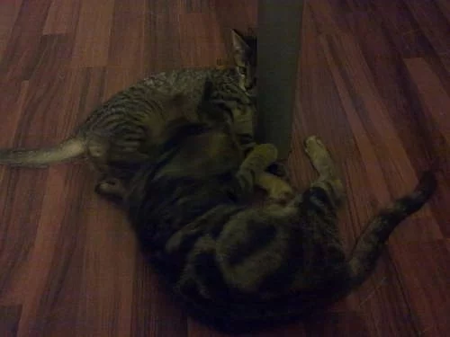 Daruji přítulnou kočičku a kocourka