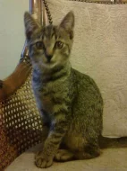 Daruji přítulnou kočičku a kocourka