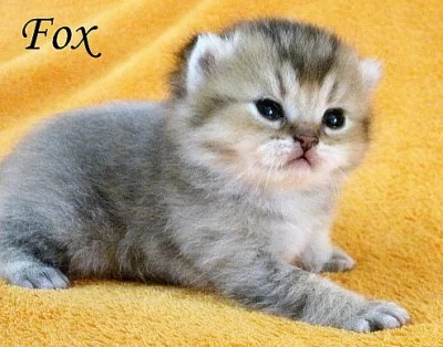 Britská koťátka dlouhosrstá i krátkosrstá s PP