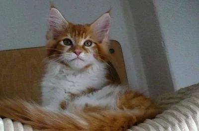 Mainská mývalí koťata s PP -