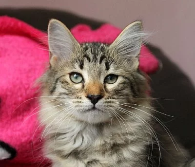 Sibiřské koťátko s PP.