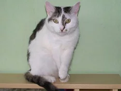 Kočička Myška