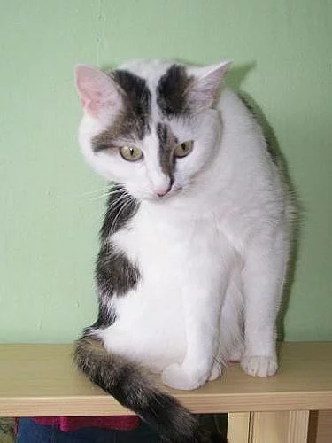 Kočička Myška