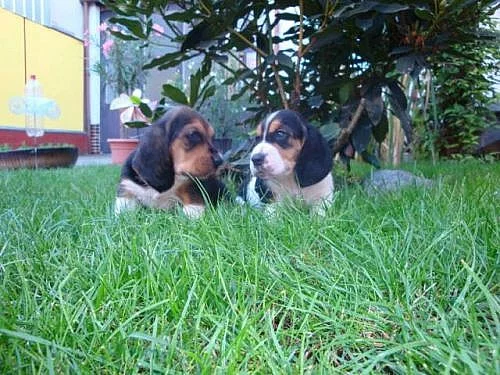 Basset štěňátka