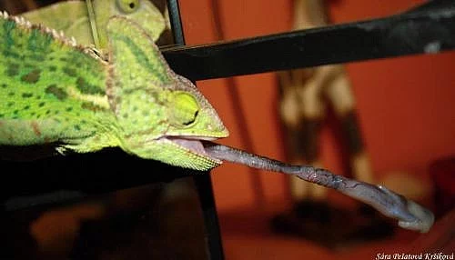 Chameleoni