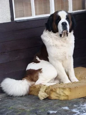 štěňátka bernardýna