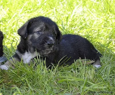 Španělský mastin s průkazem původu