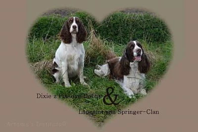 Anglický špringršpaněl - štěňata s PP