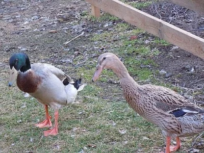 Indický běžec - terminátor na slimáky 