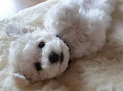 Bischon – štěňátka - rezervace