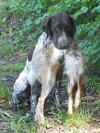 Fenka Německého krátkosrstého ohaře