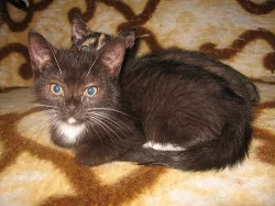 Kočička Černuška