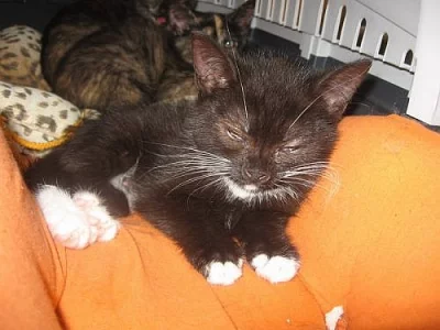 Kočička Černuška