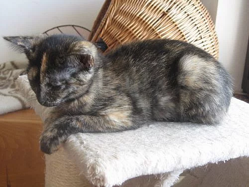 Kočička Hvězdička