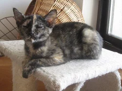 Kočička Hvězdička