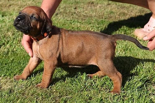 Chs Ashabirra-mto zadá štěňátka