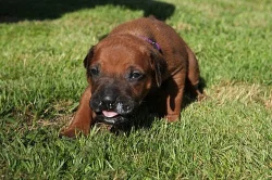 Chs Ashabirra-mto zadá štěňátka