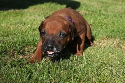 Chs Ashabirra-mto zadá štěňátka