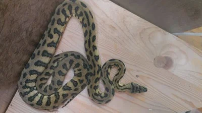 Morelia Spilota