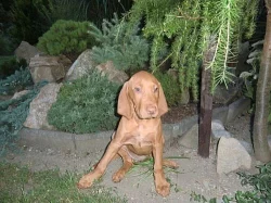 Maďarský ohař - štěňata