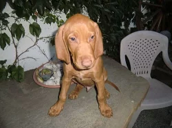 Maďarský ohař - štěňata