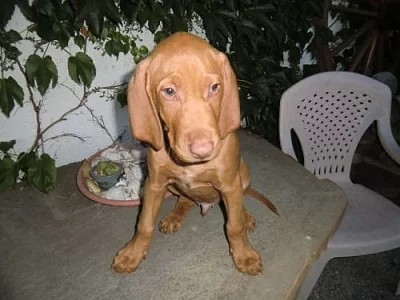 Maďarský ohař - štěňata