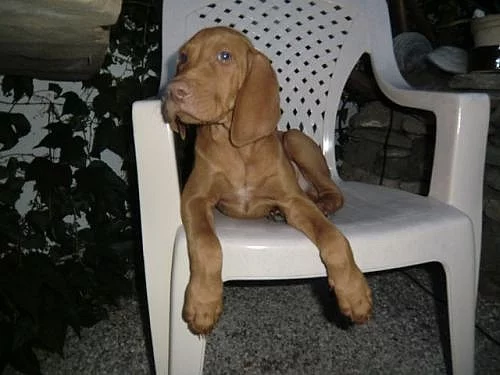 Maďarský ohař - štěňata