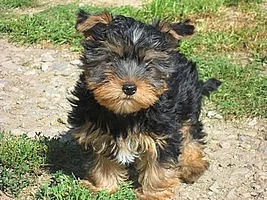 Jorkšírský terier - štěňata s pp