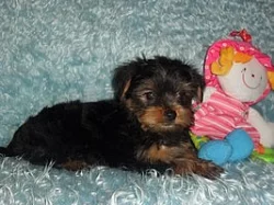 Jorkšírský terier - štěňata s pp