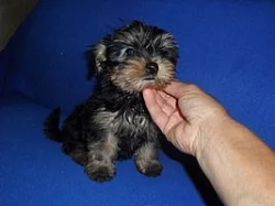 Jorkšírský terier - štěňata s pp