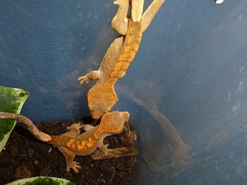 Rhacodactylus ciliatus - pagekon řasnatý