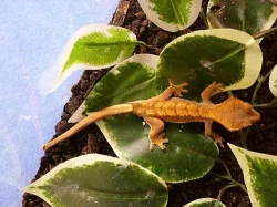 Rhacodactylus ciliatus - pagekon řasnatý