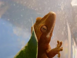 Rhacodactylus ciliatus - pagekon řasnatý