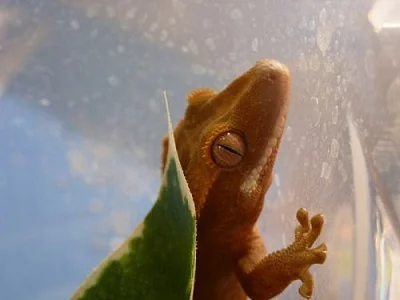 Rhacodactylus ciliatus - pagekon řasnatý