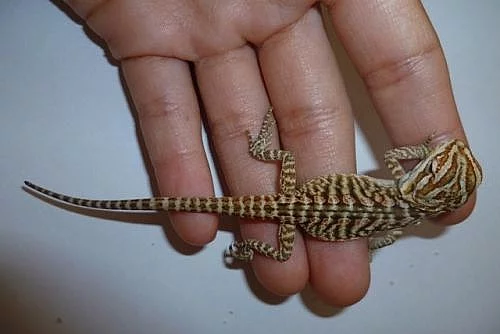 mláďata Agama vousatá Leatherback Pogona vitticeps