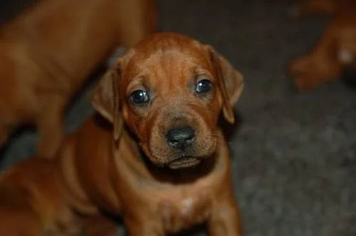 Štěňátka Rhodéského ridgebacka