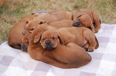 Štěňátka Rhodéského ridgebacka