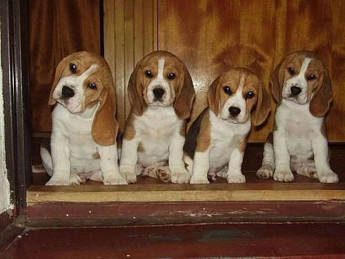 Prodáme štěňata BEAGLE s PP