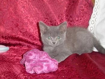 Britská modrá bez PP koťata