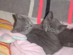 Britská modrá bez PP koťata