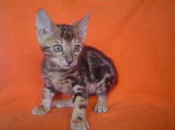 Bengálská kočka - mramor koťata bez PP