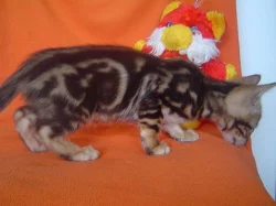 Bengálská kočka - mramor koťata bez PP