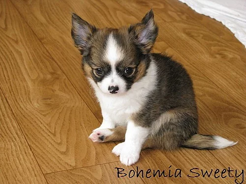 Čivava dlouhosrstá