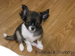 Čivava dlouhosrstá