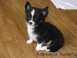 Čivava dlouhosrstá