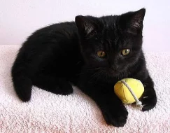 Britský kocourek s PP