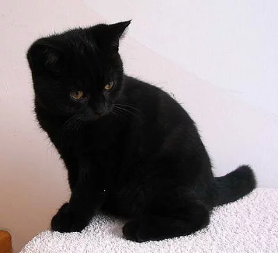 Britský kocourek s PP