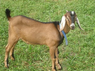 Anglonubijský kozlík